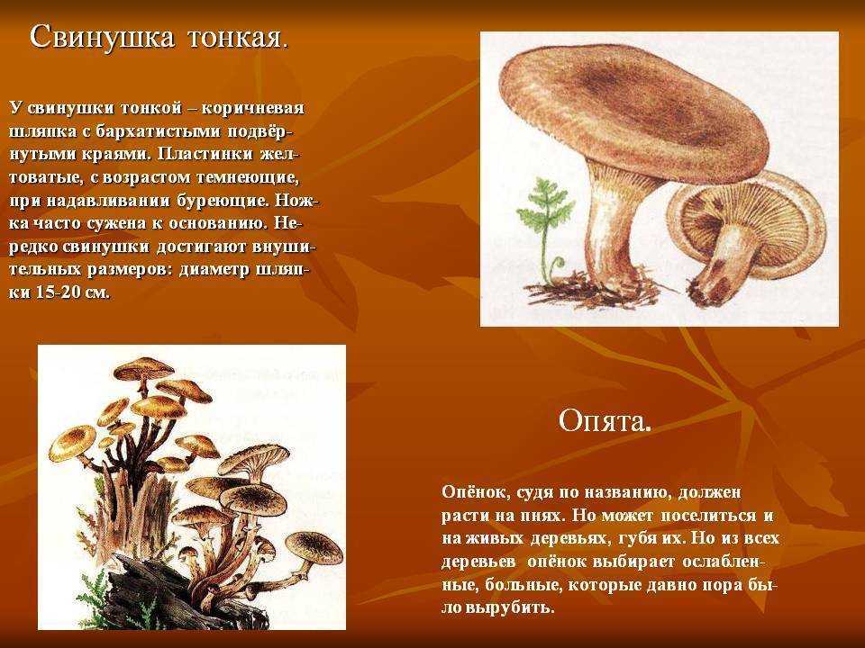 Грибы свинушки: фото, видео и описание, съедобны или нет свинушки тонкие и толстые