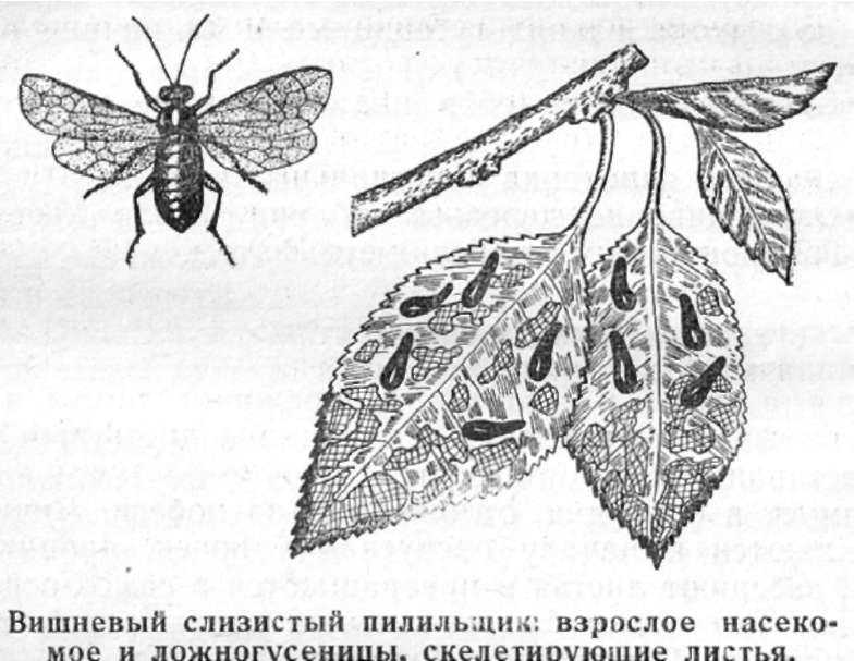 Пилильщик — прожорливая гусеница, которая может выпилить ваш сад - сибирский сад