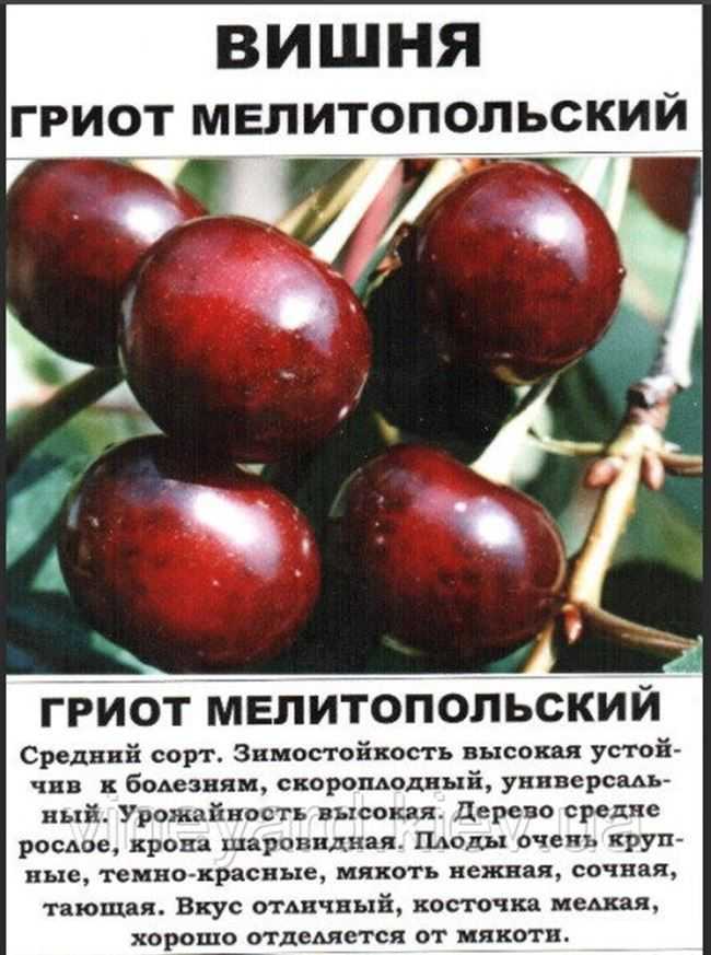 Сорт вишни чернокорка — особенности посадки и ухода