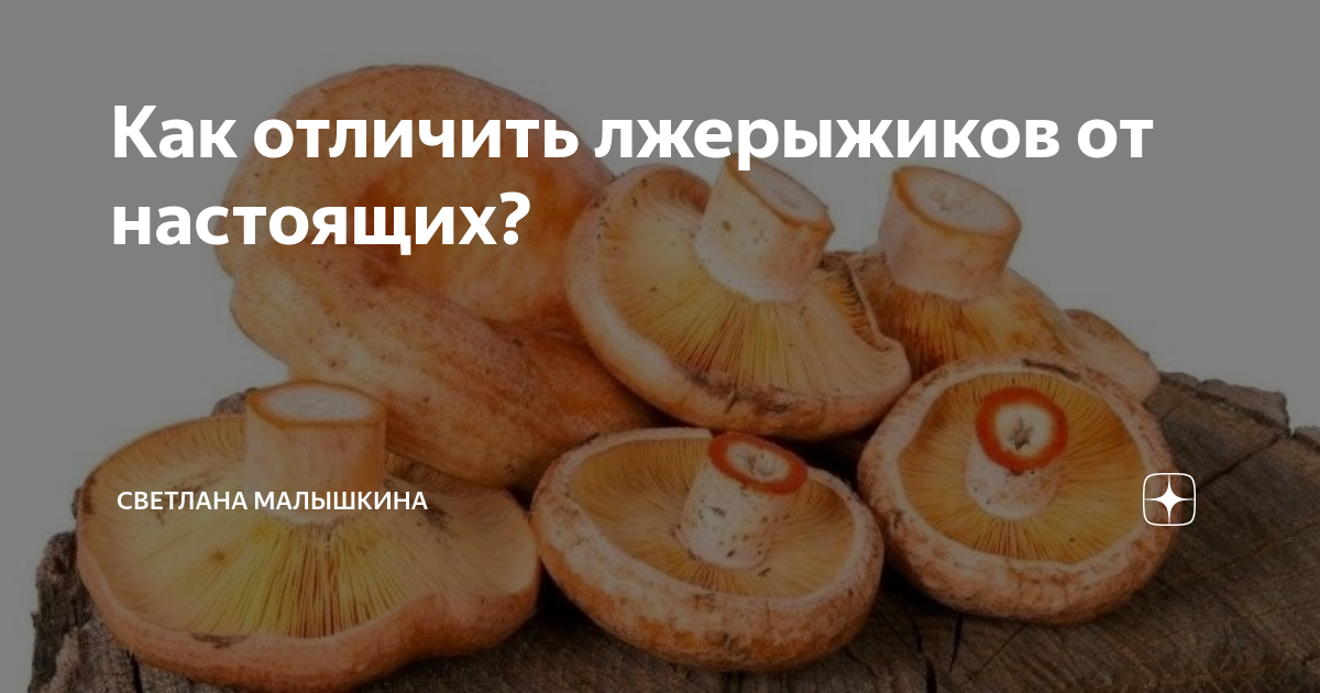 Грибы рыжики: как выглядят, где растут, как отличить съедобные от ложных? виды грибов рыжиков, их польза и вред для человека: фотографии с описанием. как отличить рыжики от волнушек съедобных и ложных