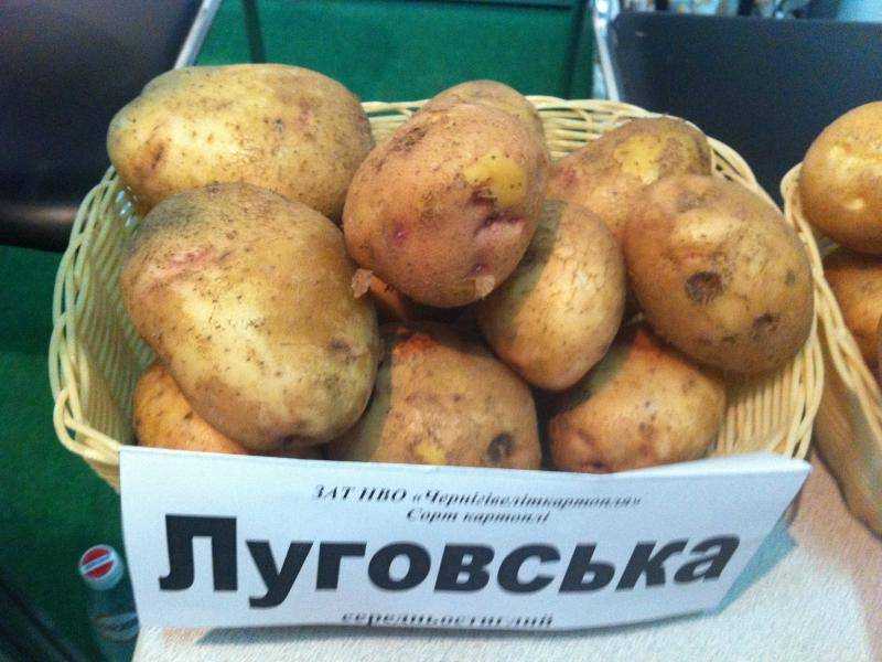 Картофель луговской: описание сорта, фото, отзывы о вкусовых качествах и сроках хранения, характеристика урожайности, а также советы фермеров по выращиванию