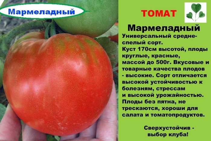 Описание сорта томата апельсин, его характеристика и урожайность