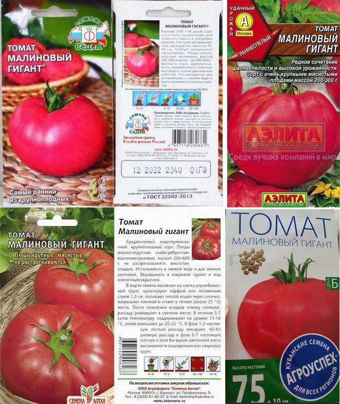 Томат малиновый гигант: отзывы, фото рассады, грядок с кустами и полученного урожая, советы огородников