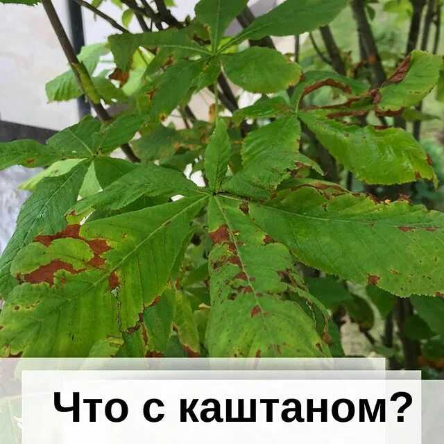Болезни каштана: что делать если у каштана пожелтели листья