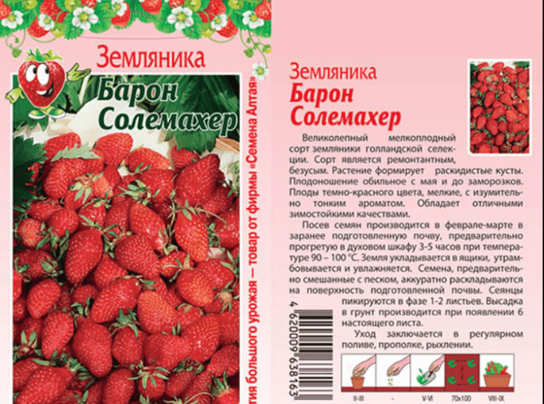 Клубника слоненок: описание сорта и характеристики, выращивание и размножение