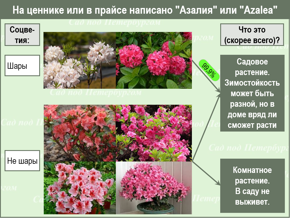 Цветок рододендрон: посадка и уход (+фото)