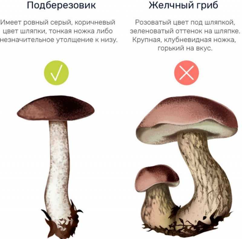 Гриб подберезовик: фото и описание, виды, почему так называется, когда собирать