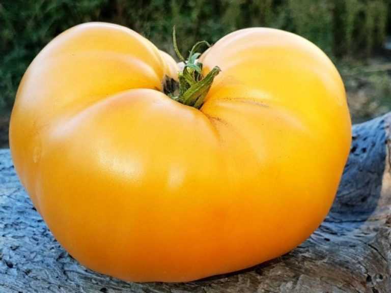 Томат амана оранж(amana orange): описание сорта, отзывы и фото