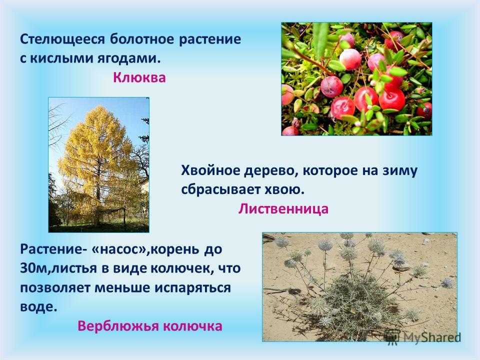 Сохнут листья на яблоне после цветения: как спасти дерево