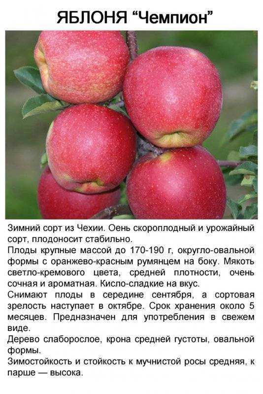 Яблоня розовый жемчуг: описание, фото и отзывы о необычном сорте