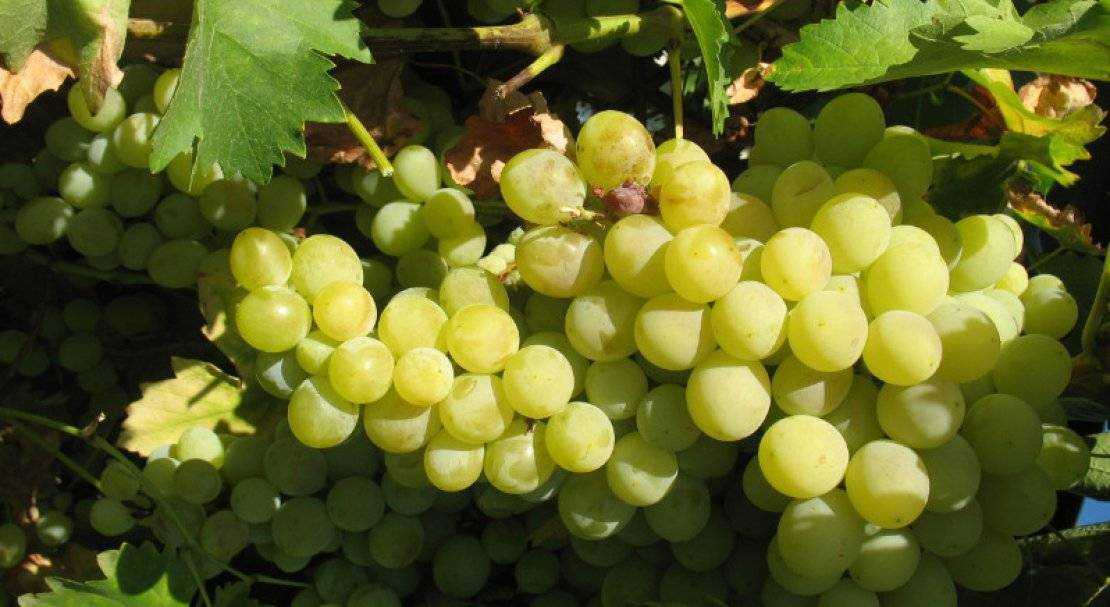 Кишмиш лучистый: описание сорта винограда, отзывы про киш миш, как размножается, посадка и уход в подмосковье