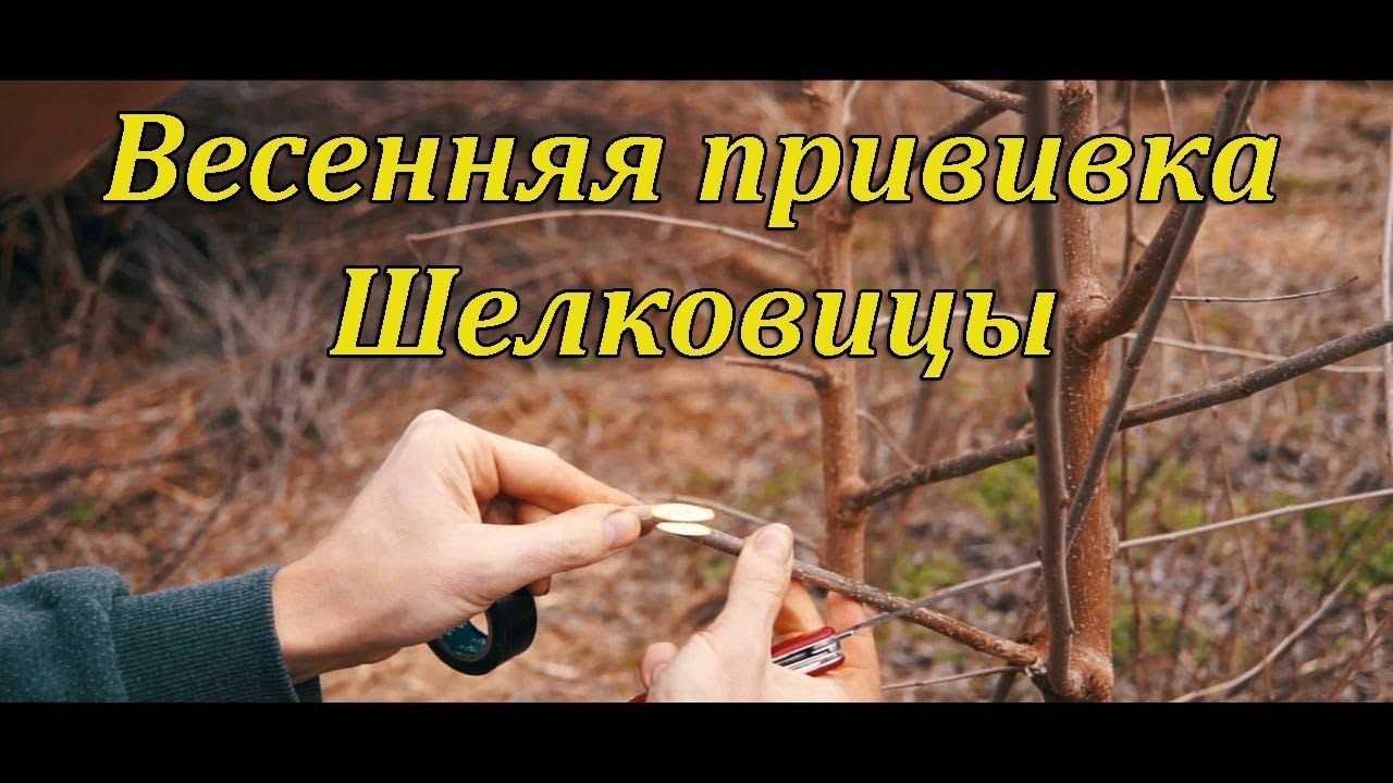 Как посадить шелковицу весной, осенью с фото и видео