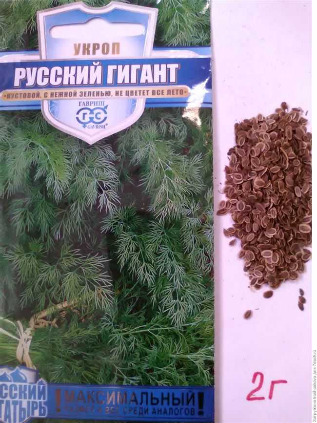 Малина желтый гигант: описание крупноплодного ремонтантного сорта с необычным желтым цветом ягод, отзывы, посадка, выращивание, урожайность
