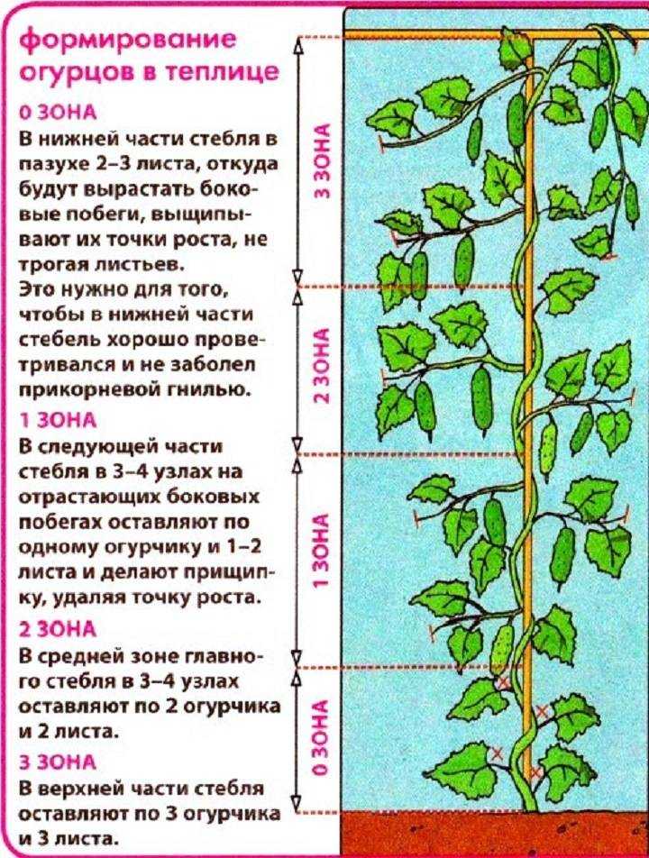 Огурцы пчелоопыляемые: что это такое, особенности выращивания, сорта с описанием и фото