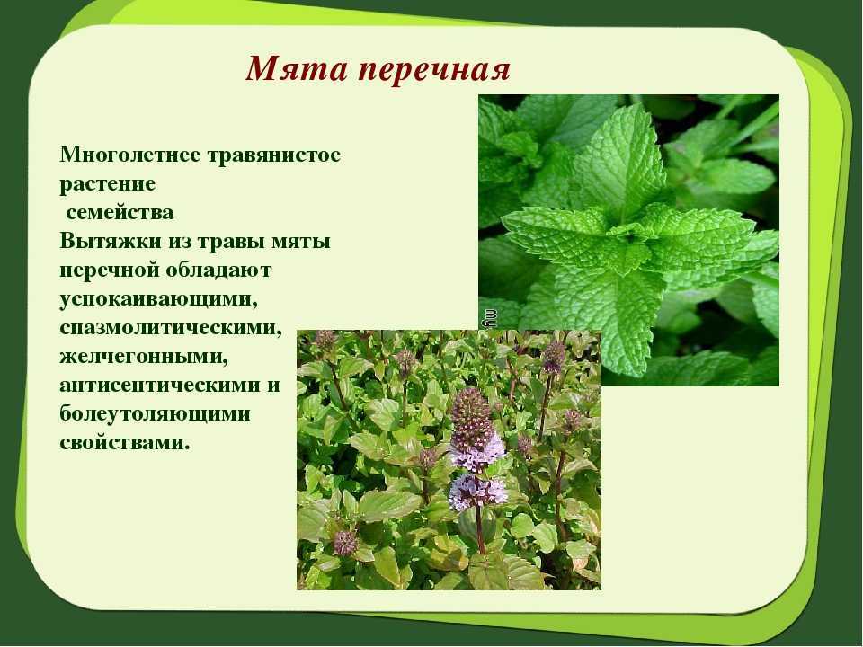 Мята перечная: описание, основные виды, посадка и уход