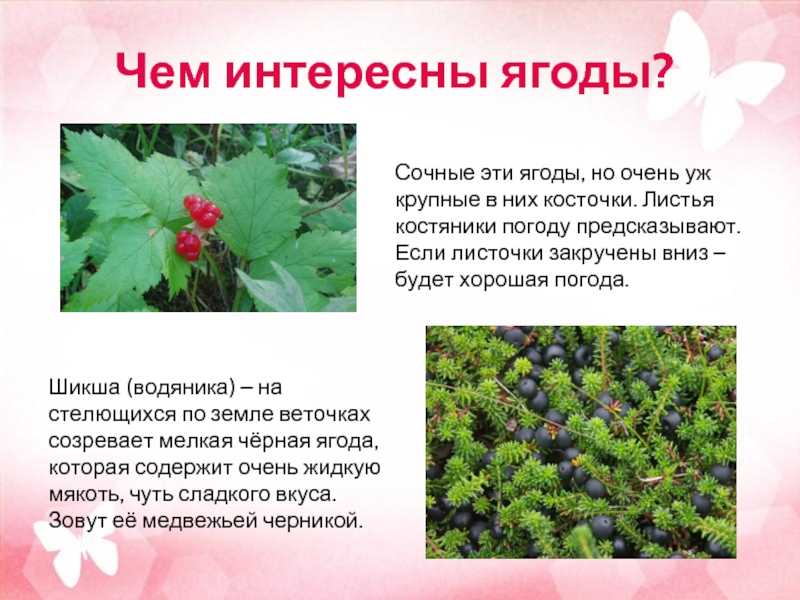 Костяника: ядовитая или все таки съедобная ягода?