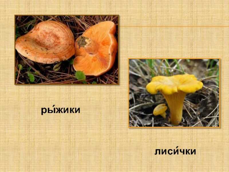Грибы рыжики