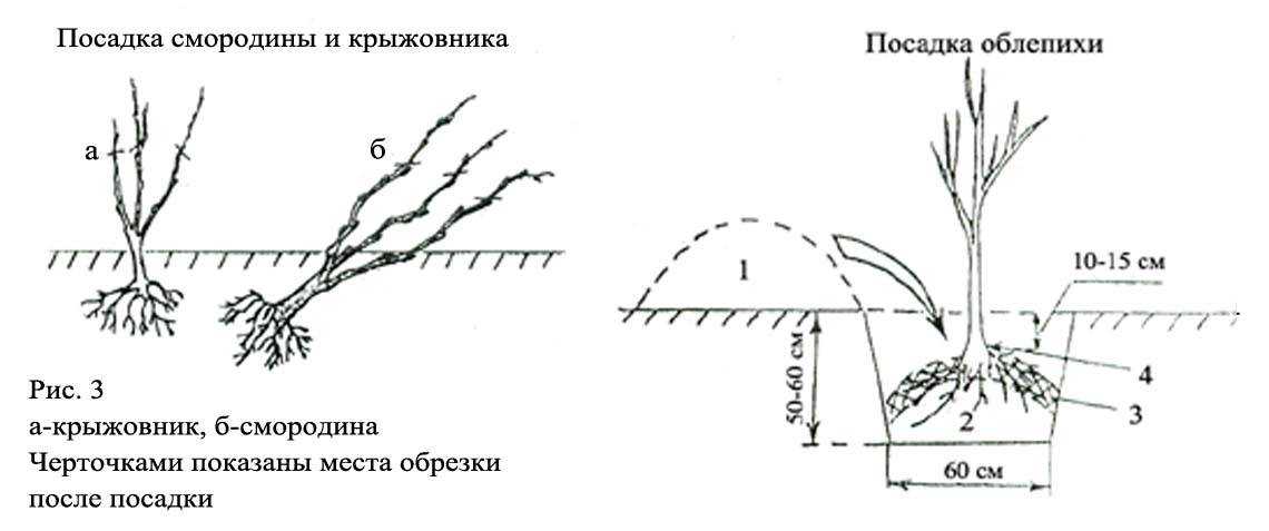 ✅ крыжовник сорта алтайский номерной: описание, преимущества и недостатки, уход, урожайность, фото - tehnoyug.com