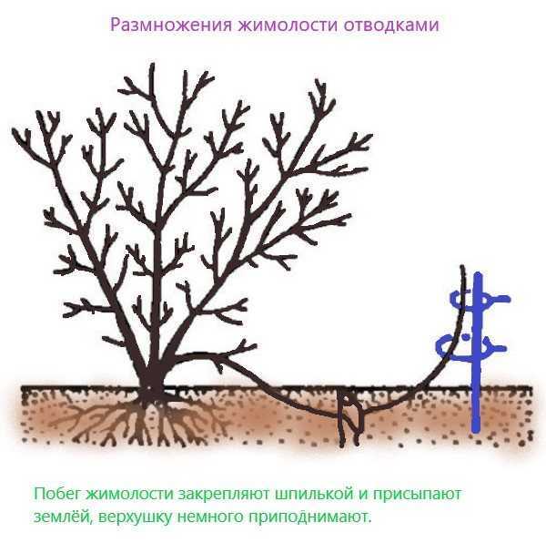 Съедобная жимолость — характеристики лучших сортов. фото — ботаничка