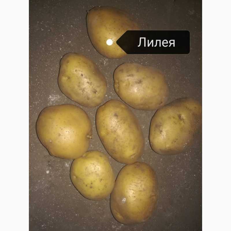 Картофель "лилея": описание сорта, фото, отзывы