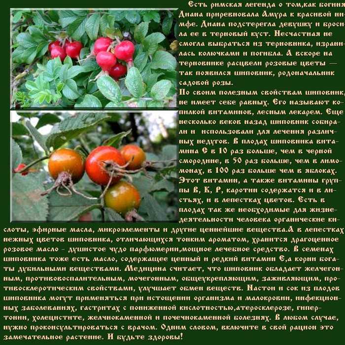 Выращивание шиповника на даче. как посадить шиповник из семян самостоятельно