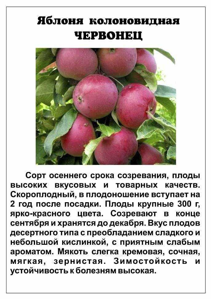 Яблоня колоновидная малюха: описание и характеристики сорта, посадка и уход с фото