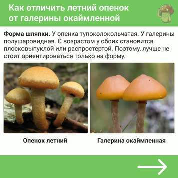 Опенок зимний -  описание гриба. когда и где собирать. особенности приготовения
