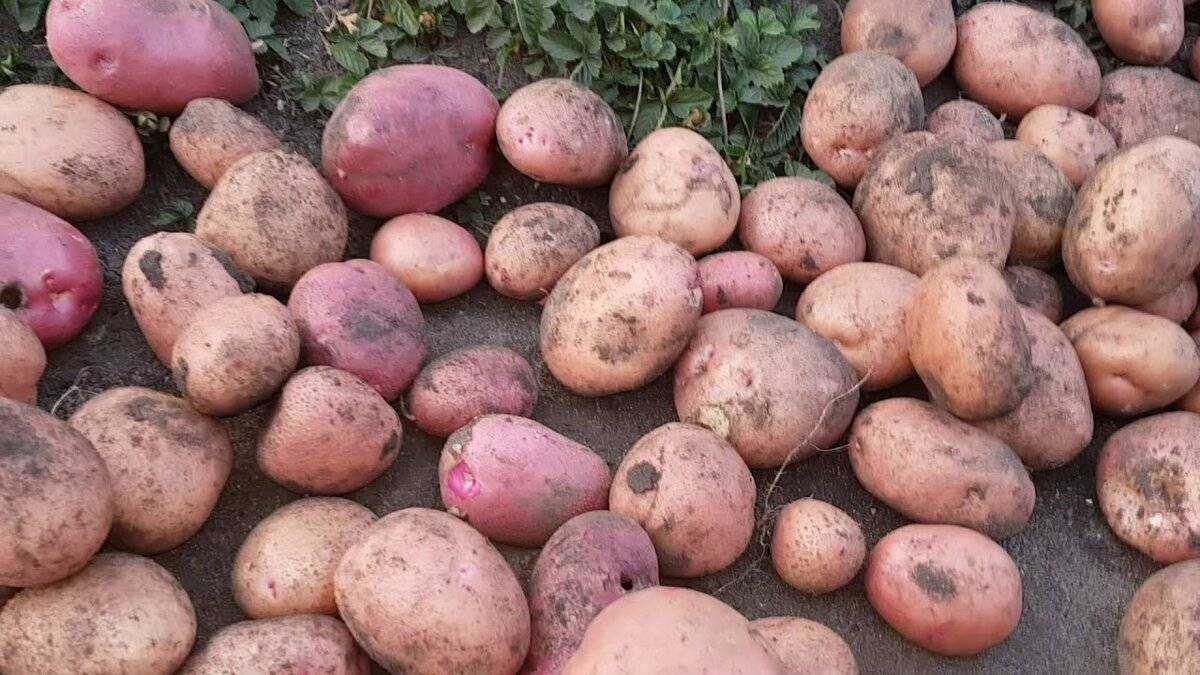 Картофель хозяюшка: описание сорта, фото, отзывы о вкусовых качествах и сроках созревания, особенности хранения и выращивания, характеристика урожайности