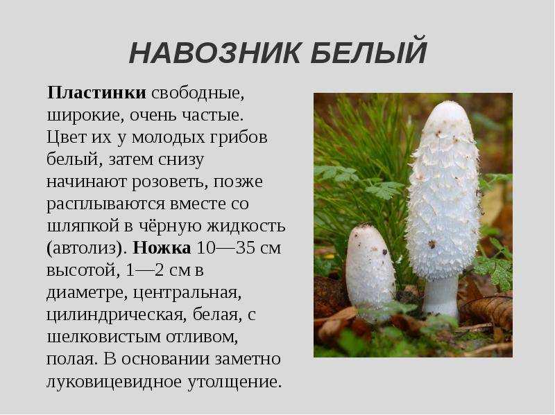 Навозники (грибы). описание, фото и виды