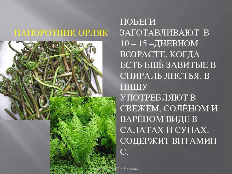 Папоротник орляк, полезные свойства и противопоказания