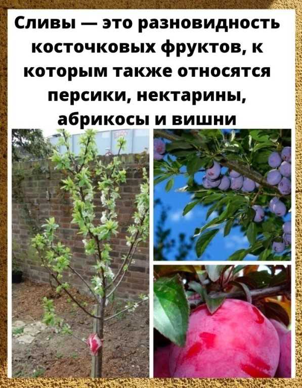 Сорта сливы для сибири - 15 лучших, самых зимостойких и вкусных