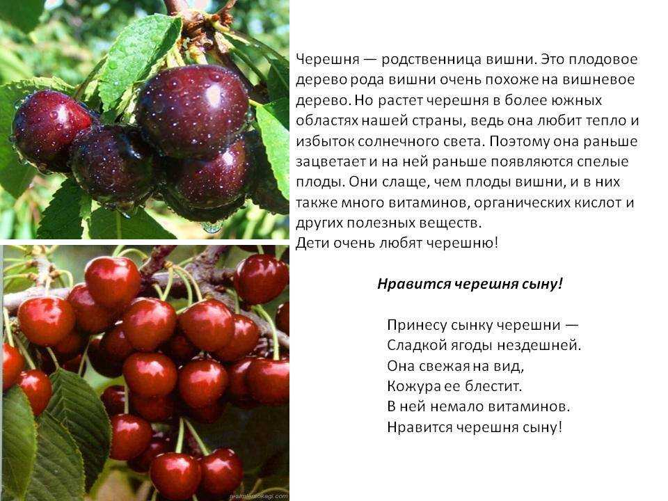 Черешня овстуженка: описание популярного сорта, особенности выращивания ягоды