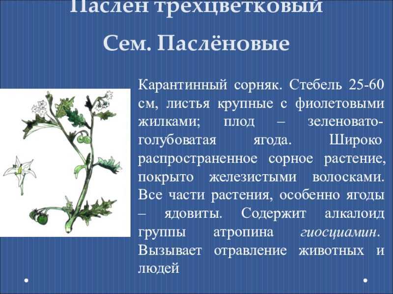 Цветок амарант: фото, виды, описание, разведение и особенности ухода