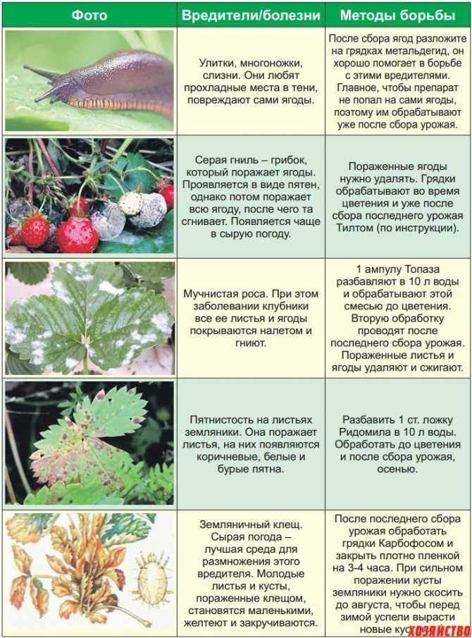 Болезни клубники: фото и их лечение