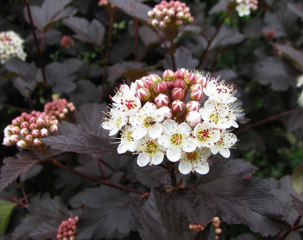 Пузыреплодник калинолистный дартс голд (physocarpus opulifolius dart’s gold )