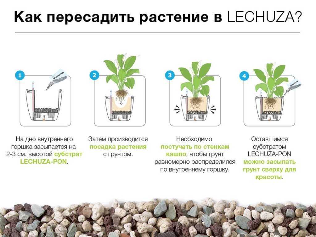 Пошаговая инструкция посадки можжевельника осенью