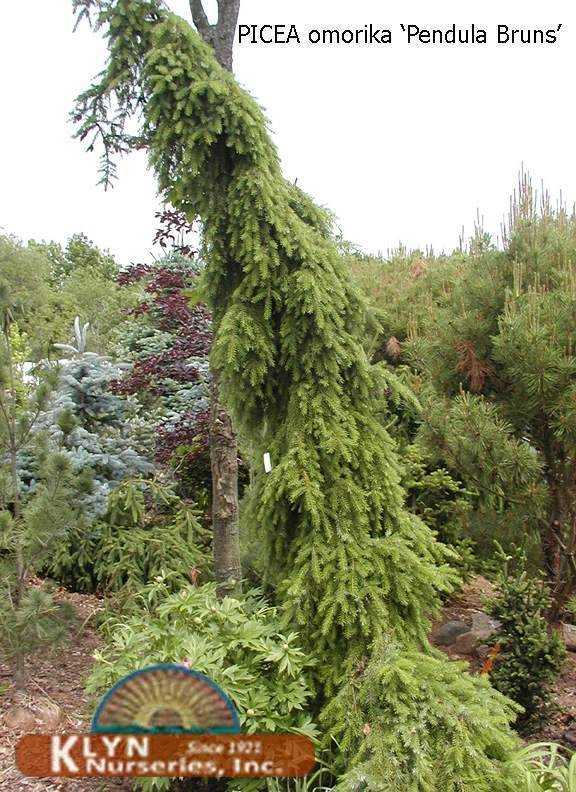 Ель сербская: посадка и уход. сорта и формы: picea omorika, nana, pendula, aurea, gnom, karel, zuckerhut, peve tijn