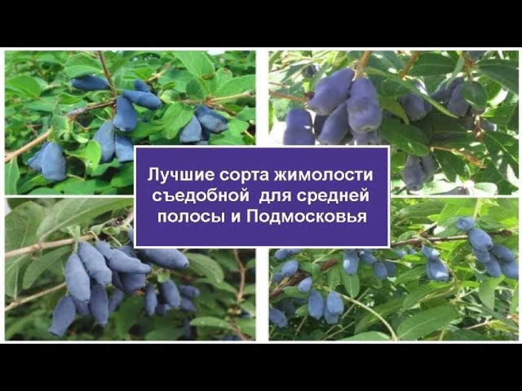 Сорта жимолости: описание с фото, отзывы