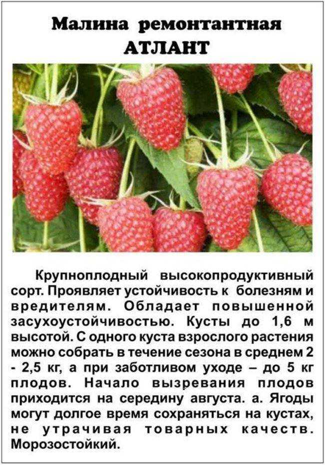 Малина желтая ремонтантная: сорта  фото, отзывы Характеристика и особенности сорта, советы по выращиванию и уходу