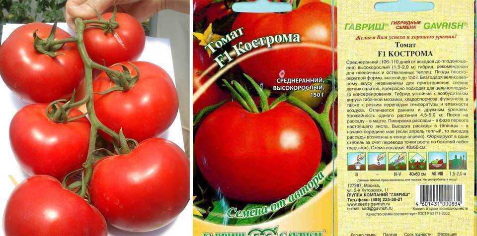 Томат агафья f1: отзывы, фото урожая, описание сорта, правила выращивания, сроки посадки и уход