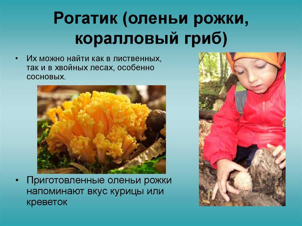 Грибы ежовики (hydnum): информация, где растет, виды, фото