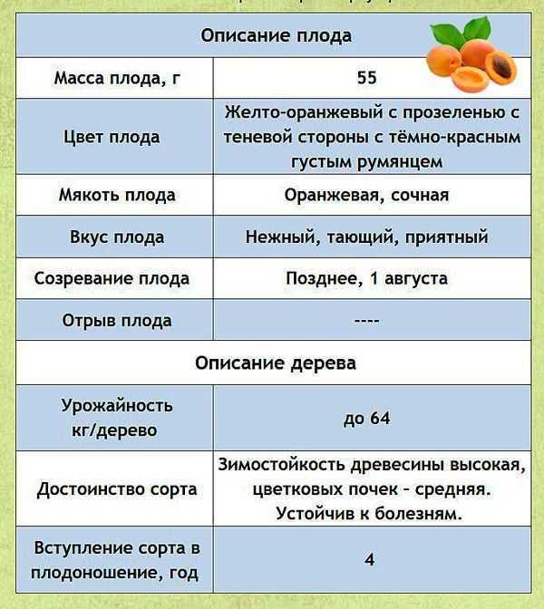 Абрикос триумф северный - описание сорта, выращивание