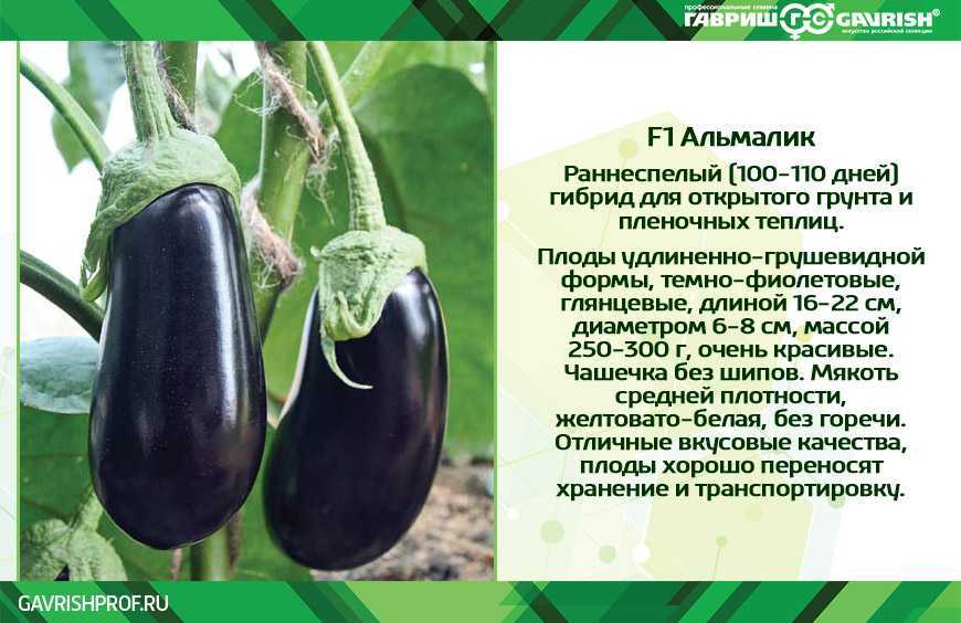 Лучшие сорта баклажанов: самые урожайные и вкусные по отзывам садоводов, их описания и фото