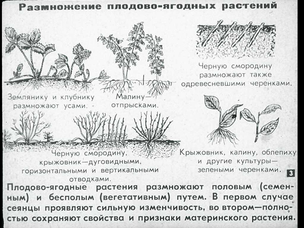 Как размножить шиповник черенками летом, алгоритм размножения черенкованием, как укоренить ветки и черенковать куст