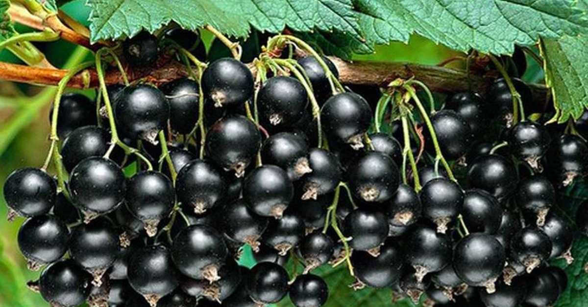 Сорта смородины черной, красной и белой для ленинградской области