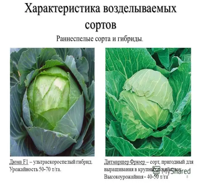 Лучшие сорта капусты на 2023 год: самые урожайные, вкусные, для разных регионов
