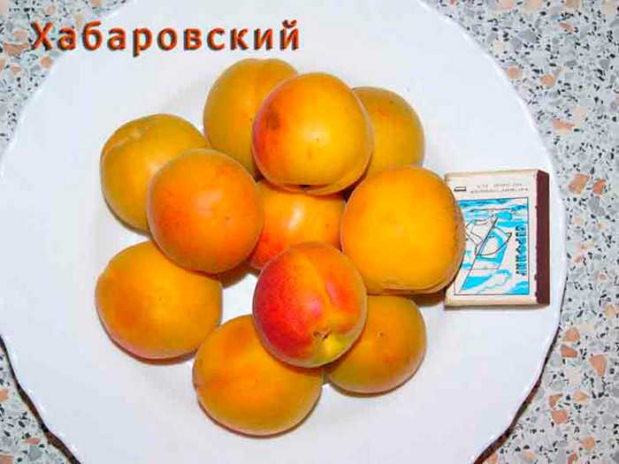 Абрикос хабаровский: описание сорта, правила посадки и уход