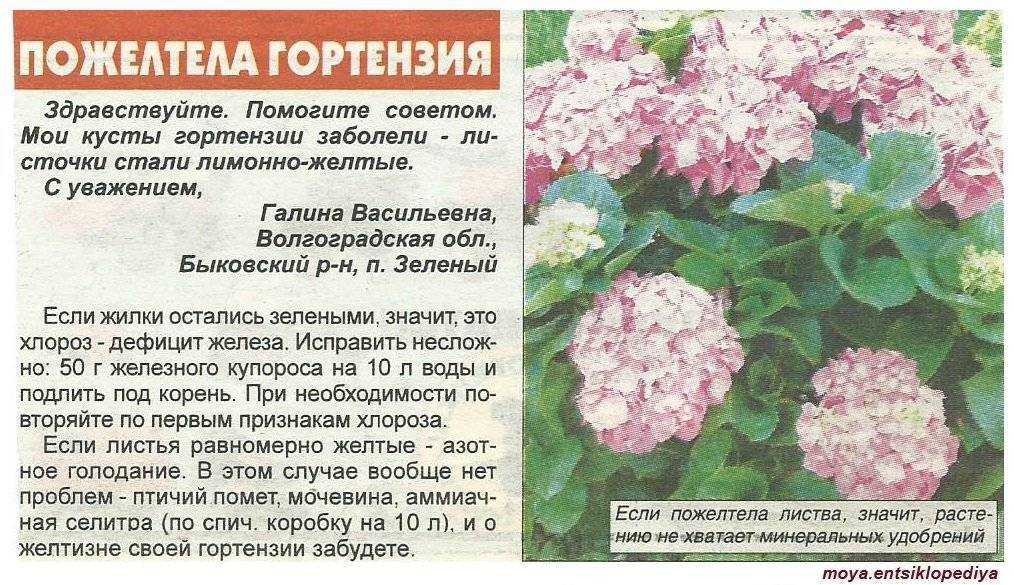 Как сохранить гортензию крупнолистную зимой дома