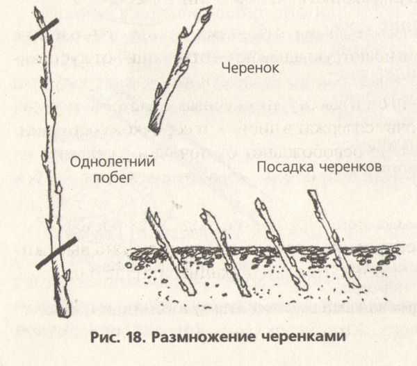 Размножение шиповника белого и уход за ним