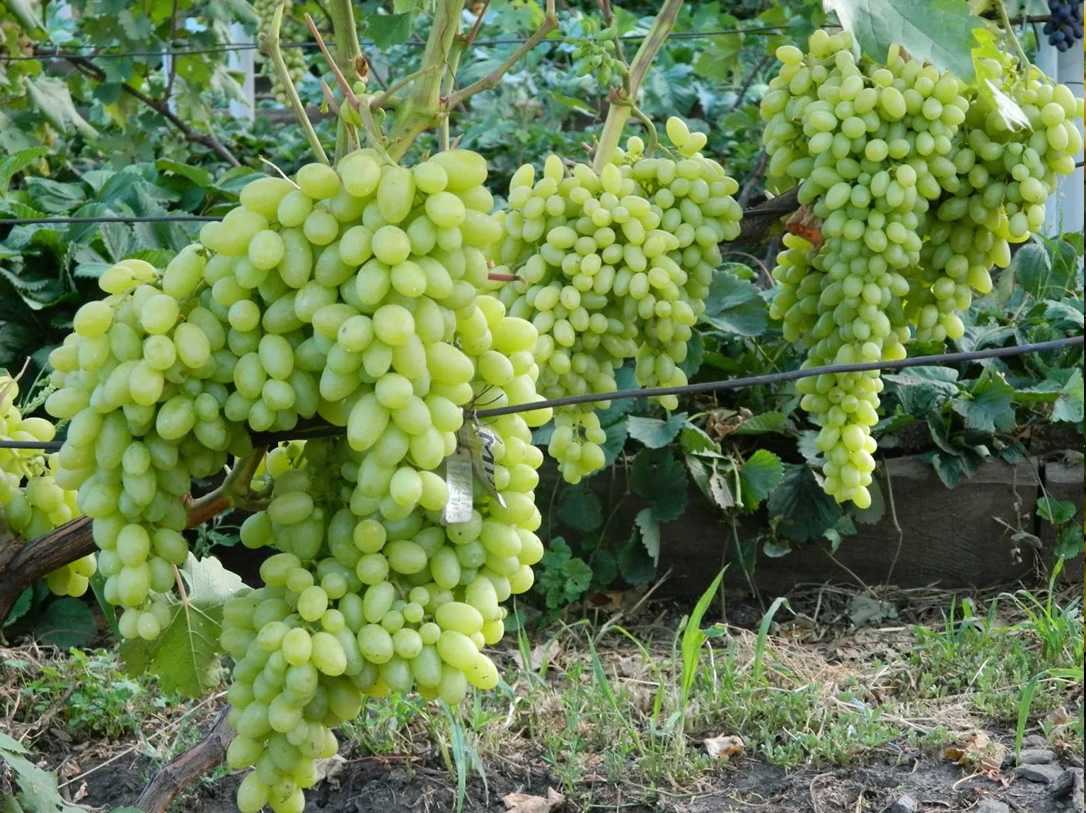 Описание и характеристики сорта винограда «столетие»